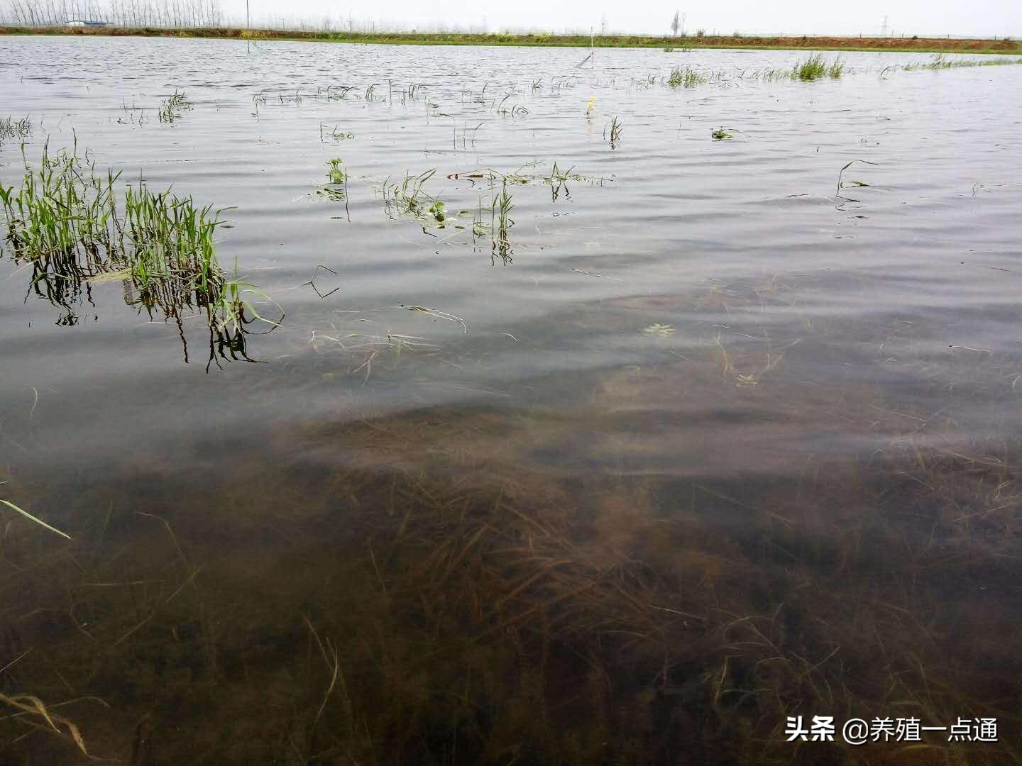 河蝦養殖技術 河蝦如何養