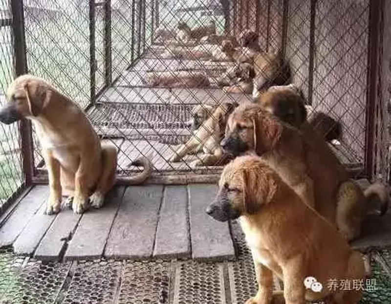 肉狗養殖利潤與成本 養一隻肉狗的利潤多少