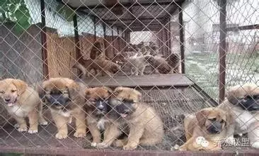 肉狗養殖利潤與成本 養一隻肉狗的利潤多少