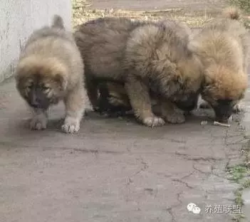 肉狗養殖利潤與成本 養一隻肉狗的利潤多少