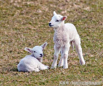 羊是怎麼交匹配的 母羊尾巴大怎麼才能配上羊