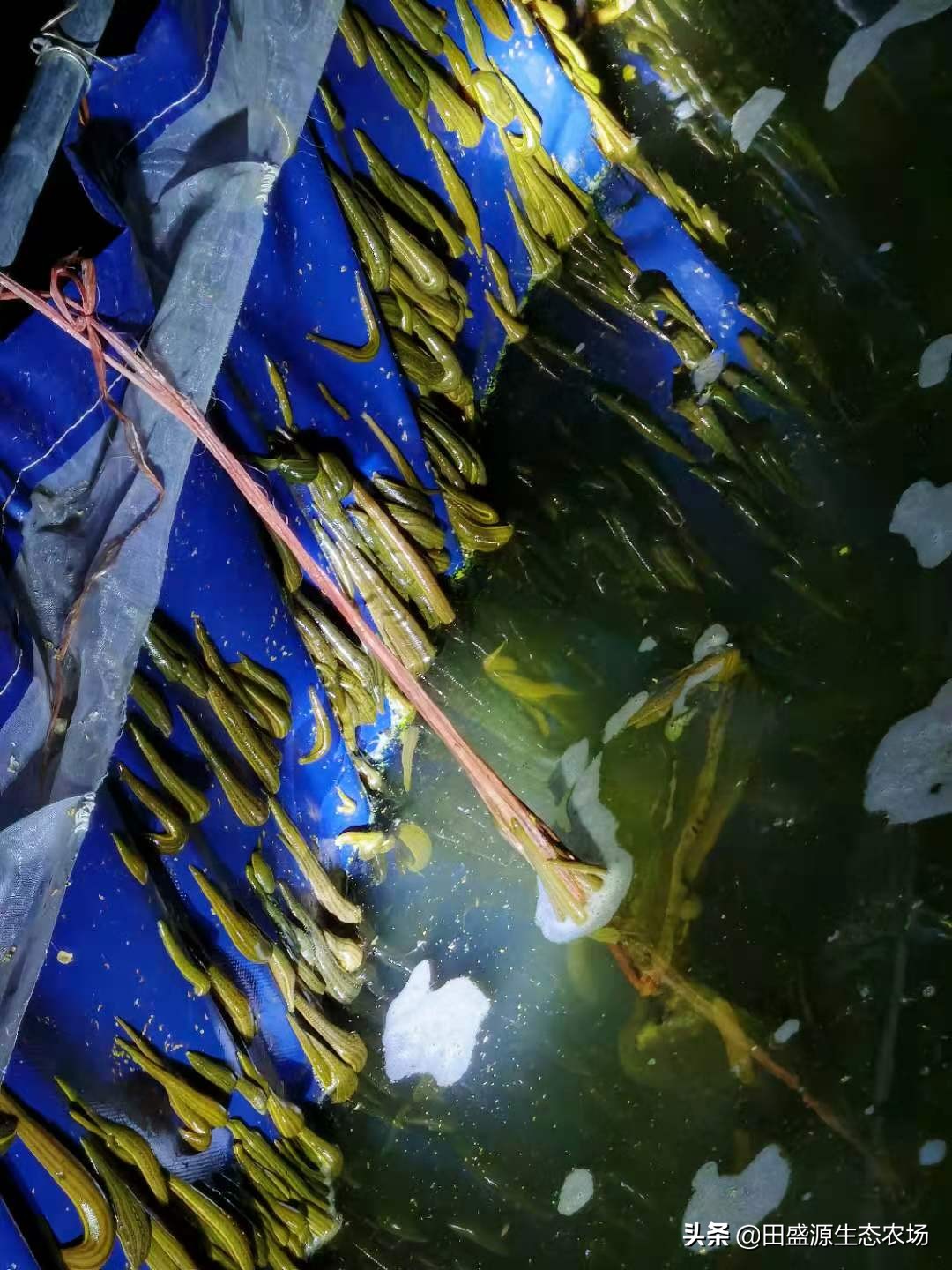 水蛭養殖前景如何 養水蛭的真實收益怎麼樣