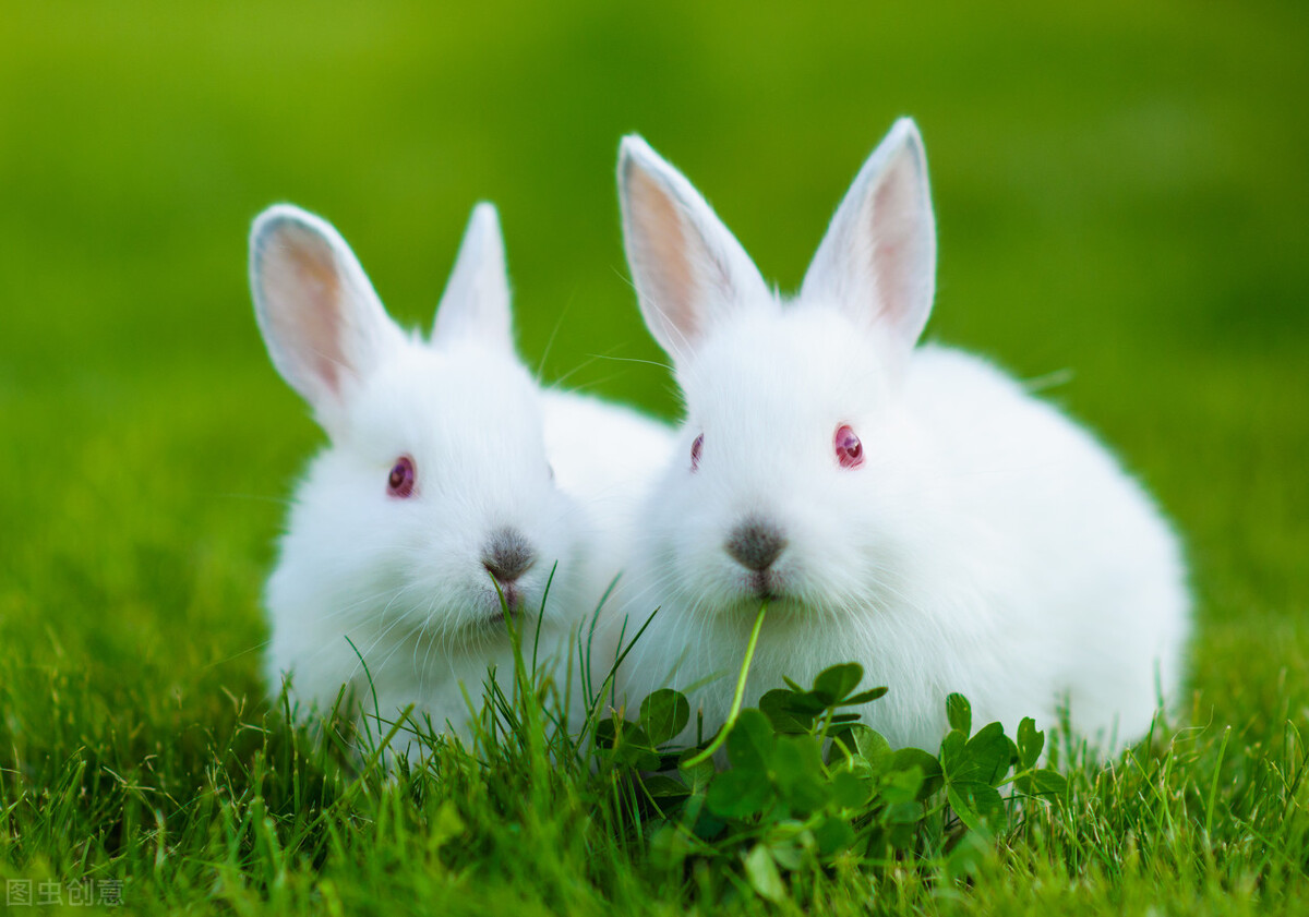 養殖兔子500隻利潤 一隻野兔子養殖成本