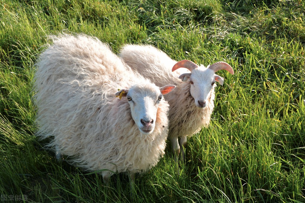羊的品種有哪些 羊有多少品種都叫啥名字