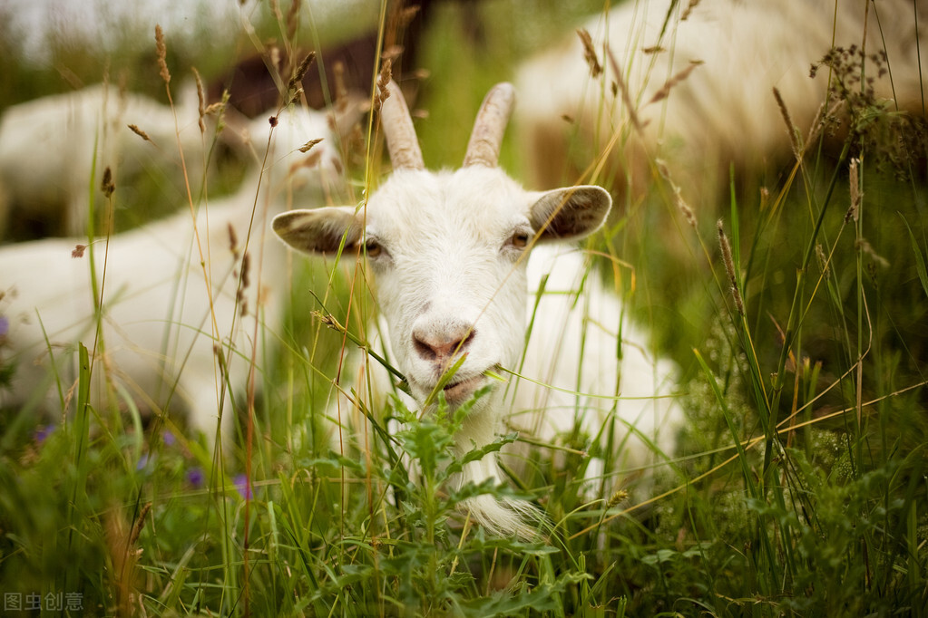 羊的品種有哪些 羊有多少品種都叫啥名字