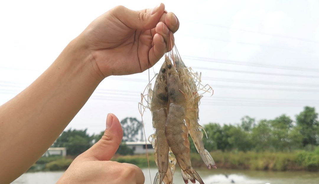 養蝦一畝投資多少錢 養蝦一畝投資成本