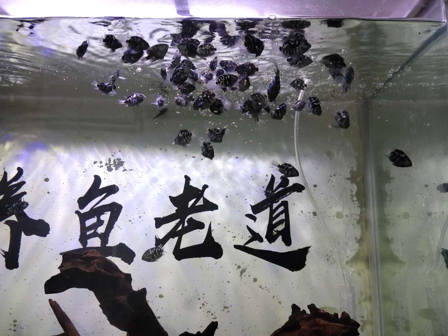 小魚為啥養幾天就死瞭 養金魚幾天就死瞭是什麼原因