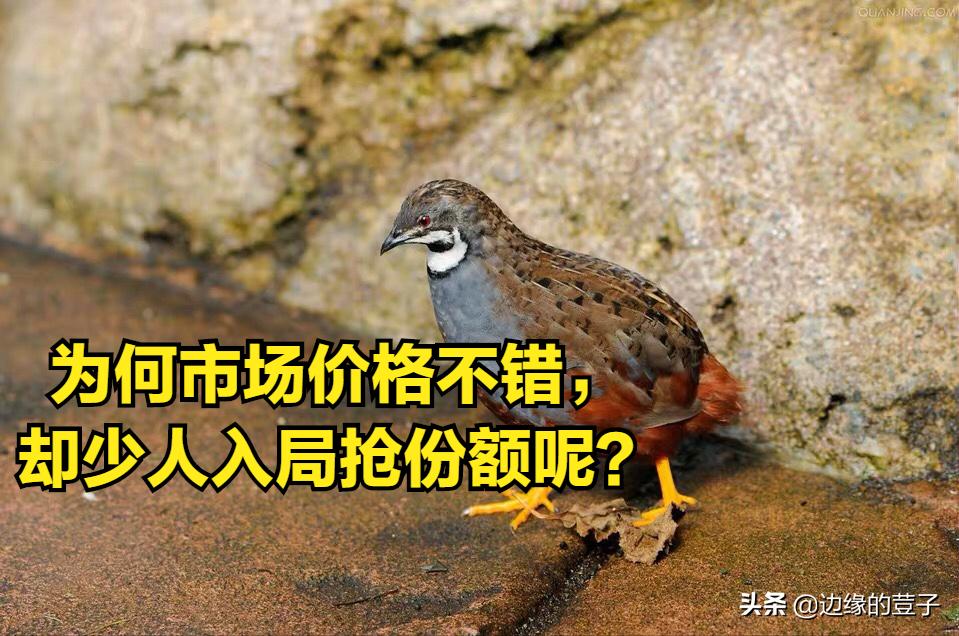 為什麼禁止飼養蘆丁雞 蘆丁雞養殖註意事項