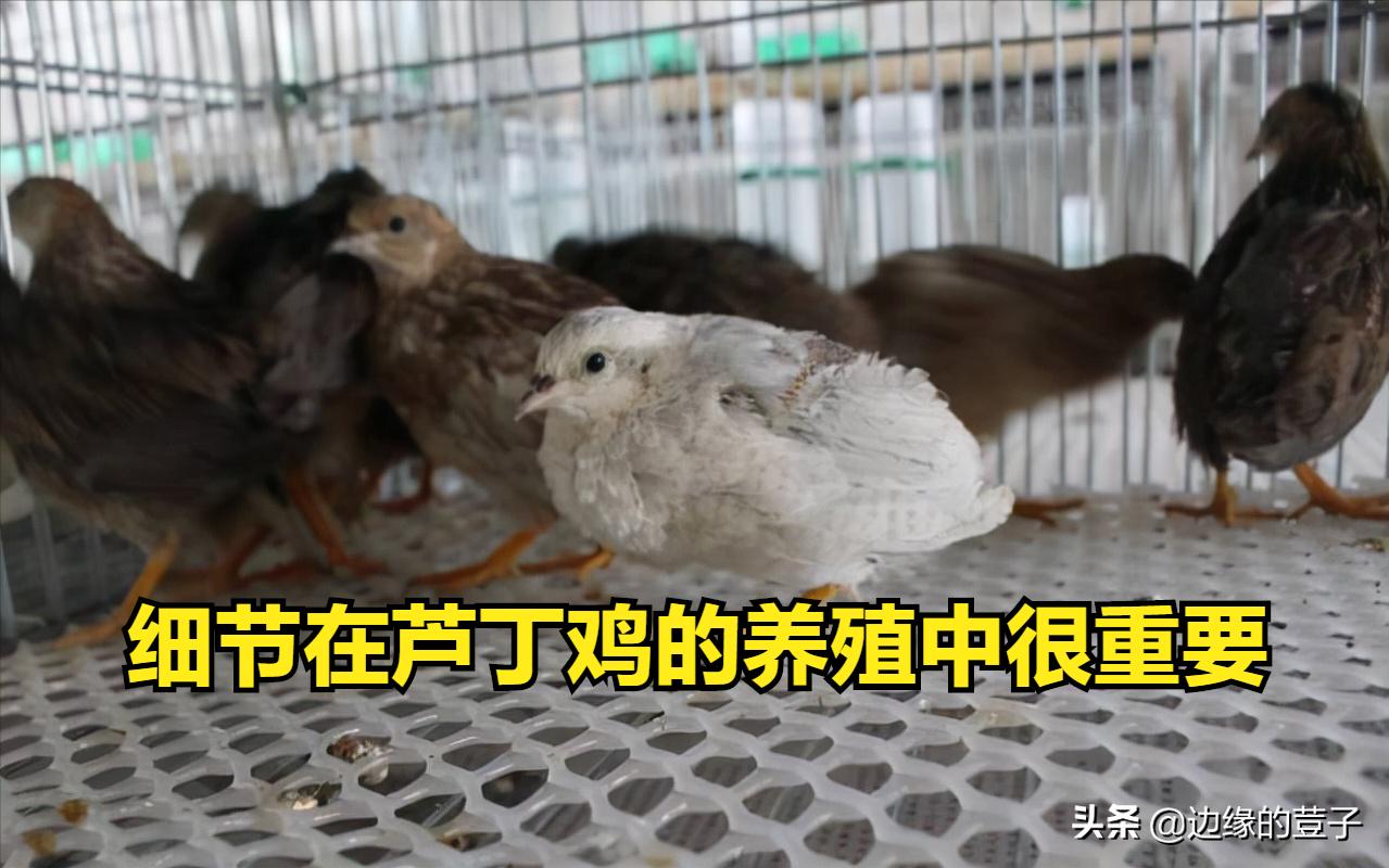 為什麼禁止飼養蘆丁雞 蘆丁雞養殖註意事項