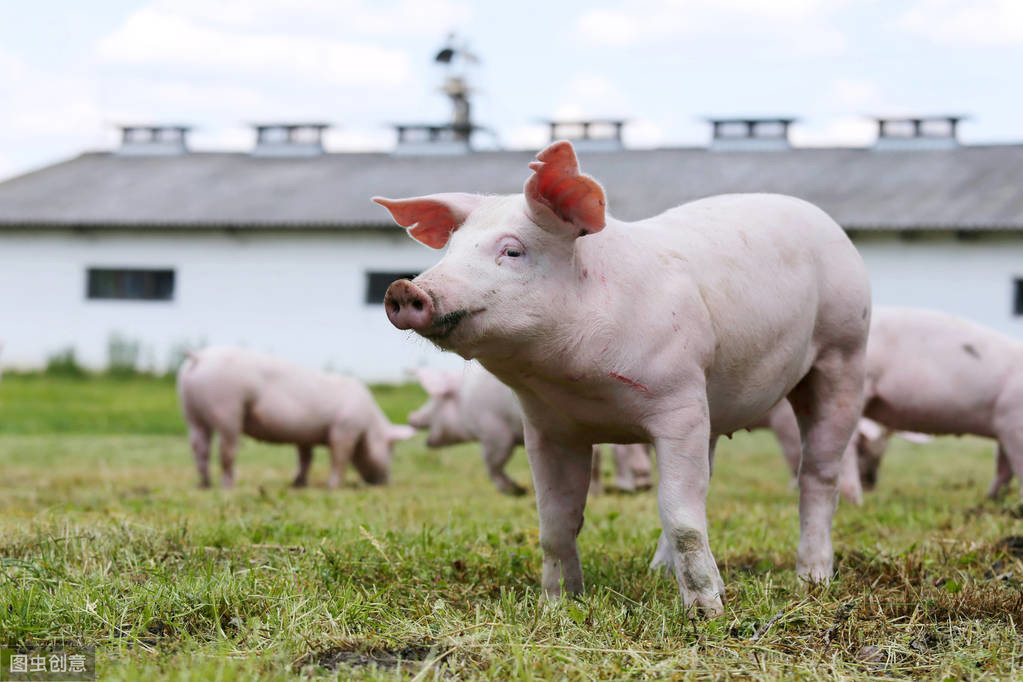 母豬配種操作流程 人工給母豬配種需要有哪些操作