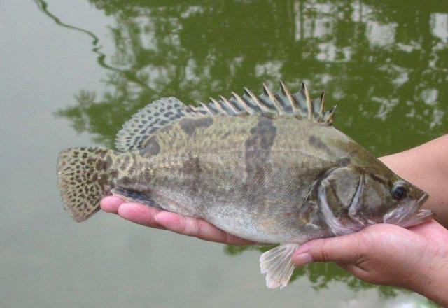 鱸魚和桂魚的區別 為什麼桂魚比鱸魚貴