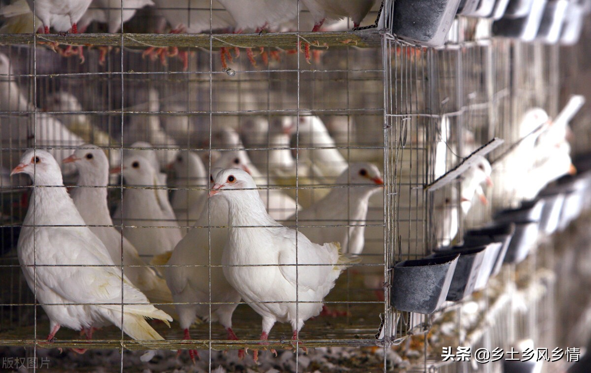1000對肉鴿一年利潤 養殖鴿子1000對的成本利潤