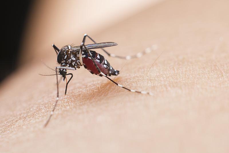 招蚊子咬是什麼原因 蚊子專挑你咬的原因