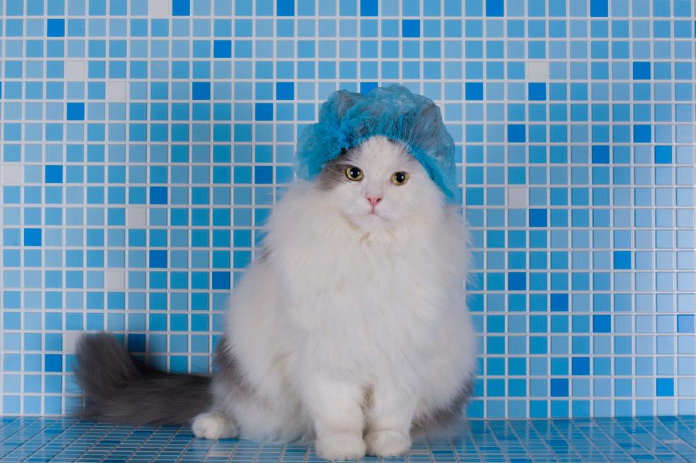 給貓洗澡要註意事項 寵物貓咪洗澡正確打開方式