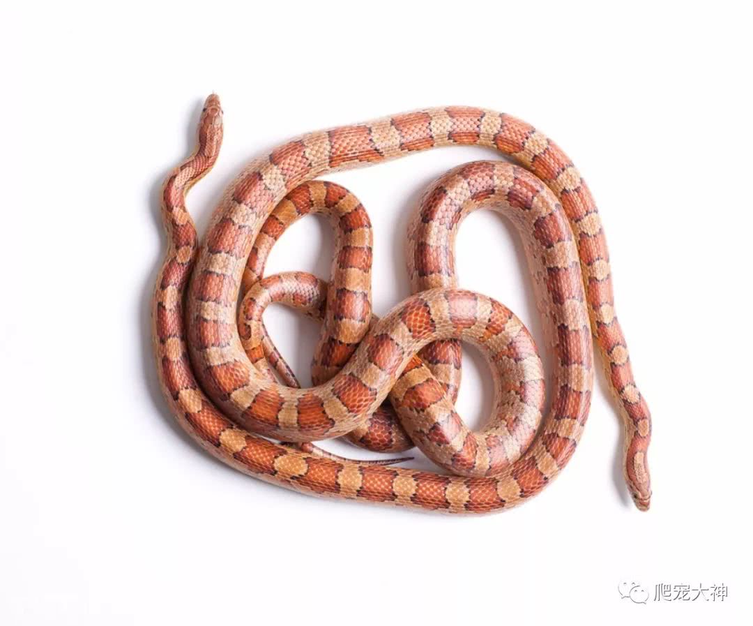 寵物玉米蛇能長多大 雪白玉米蛇最多能長多少斤