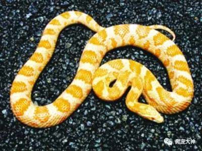 寵物玉米蛇能長多大 雪白玉米蛇最多能長多少斤