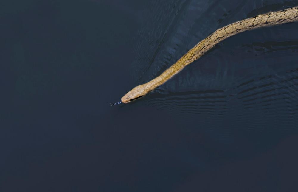 黑眉錦蛇有毒嗎 最大的黑眉錦蛇有多大會咬人嗎