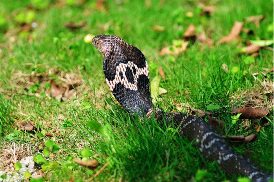 眼鏡蛇是保護動物嗎 野生眼鏡蛇屬於國傢幾級保護動物