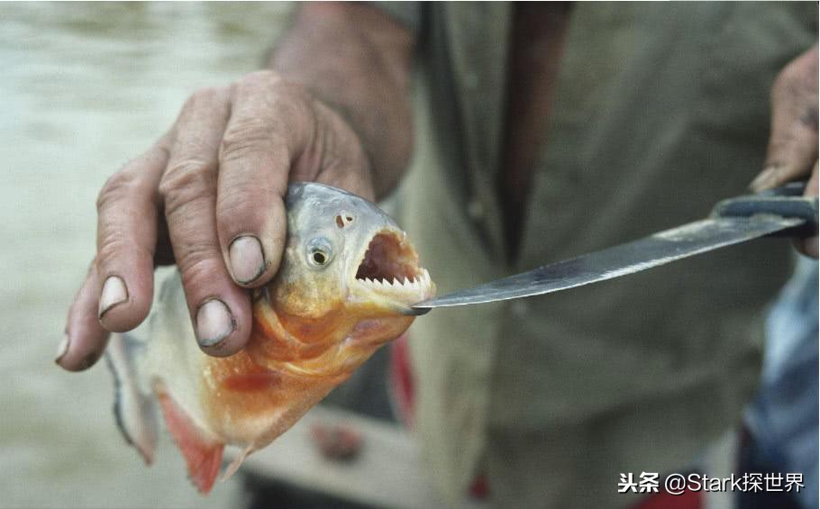 食人魚怕什麼東西 亞馬遜食人魚最懼怕什麼水生物