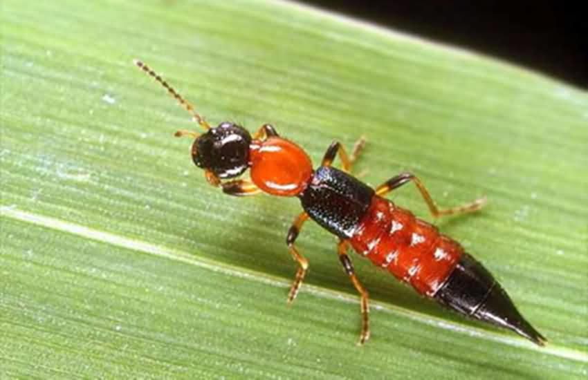 世界上最毒的蟲子 地球上最危險的昆蟲是什麼蟲子
