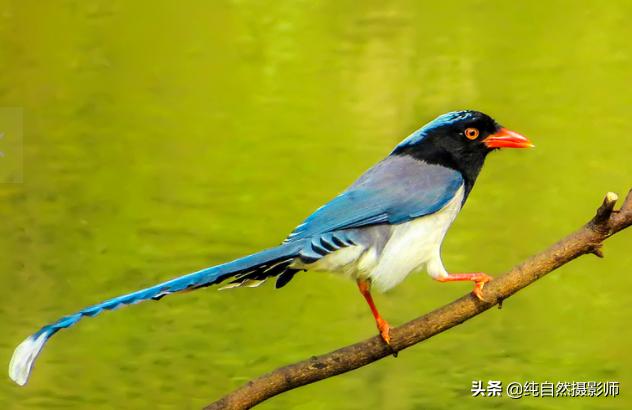 紅嘴藍鵲是保護動物嗎 紅嘴藍鵲屬於國傢幾級動物