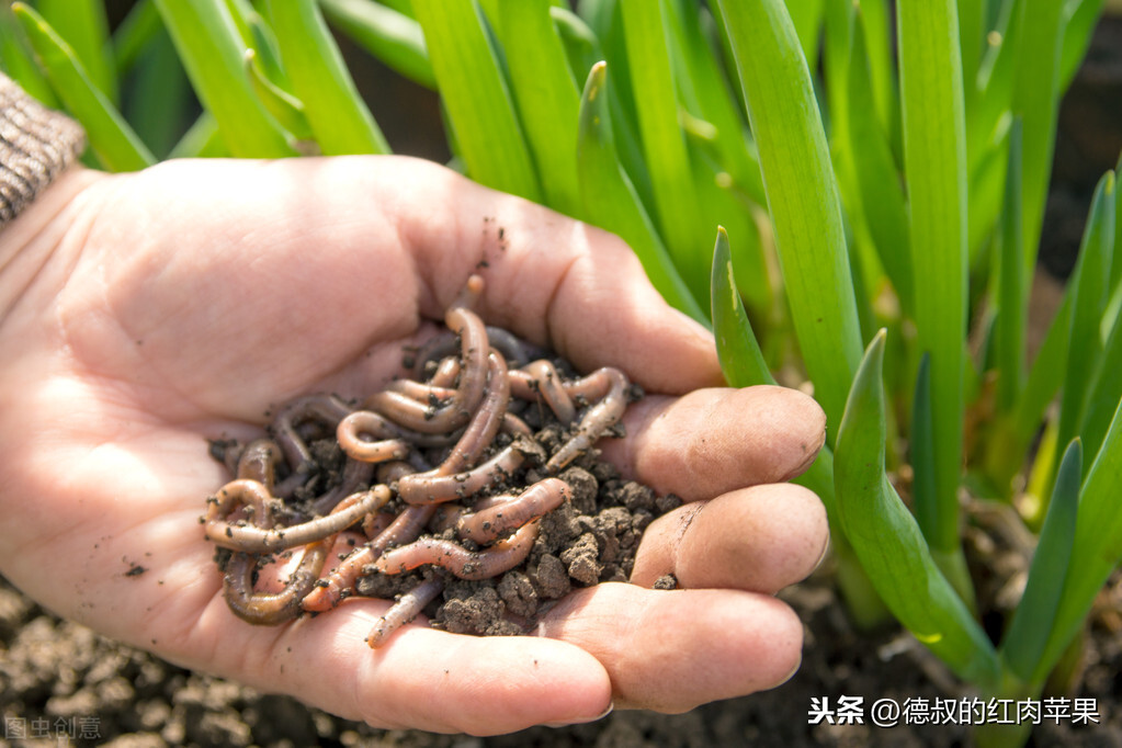 蚯蚓是昆蟲嗎 蚯蚓是爬行動物還是昆蟲