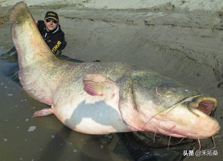 世界上最大的淡水魚有多大 最大的淡水魚叫什麼名字