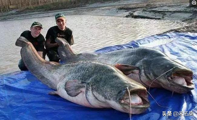 世界上最大的淡水魚有多大 最大的淡水魚叫什麼名字