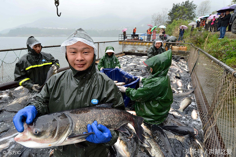 鮰魚是什麼魚 鮰魚是什麼海魚還是淡水魚