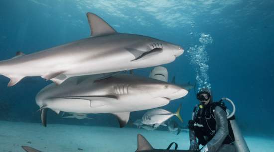 鯊魚為什麼不吃海豚 鯊魚不敢咬海豚的真實原因