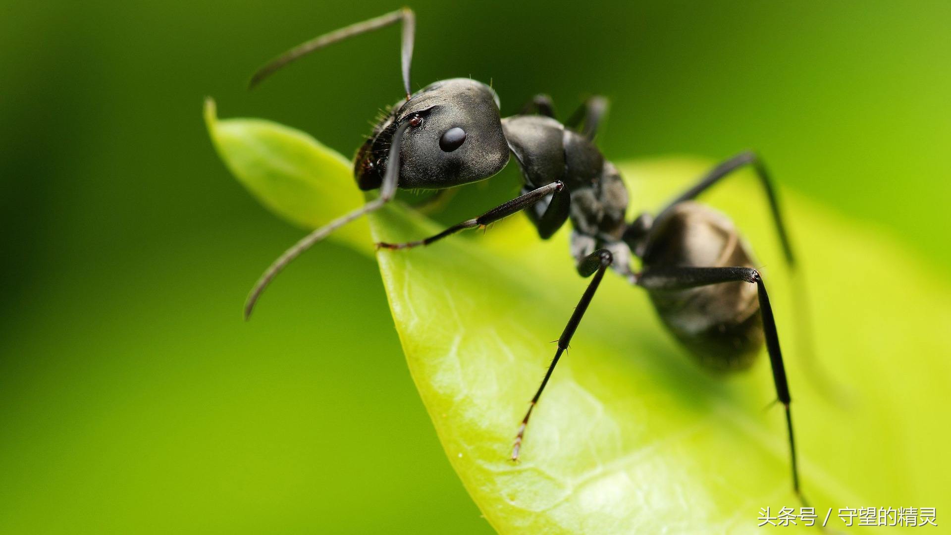 螞蟻是益蟲還是害蟲 螞蟻是好蟲子還是壞蟲子