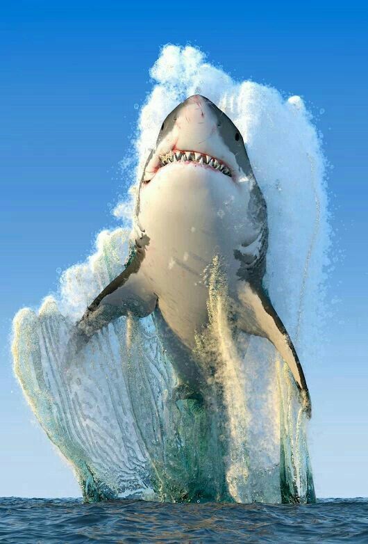 為什麼鯊魚怕海豚 兇狠鯊魚為何懼怕可愛海豚