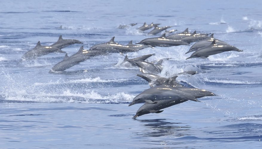 為什麼鯊魚怕海豚 兇狠鯊魚為何懼怕可愛海豚