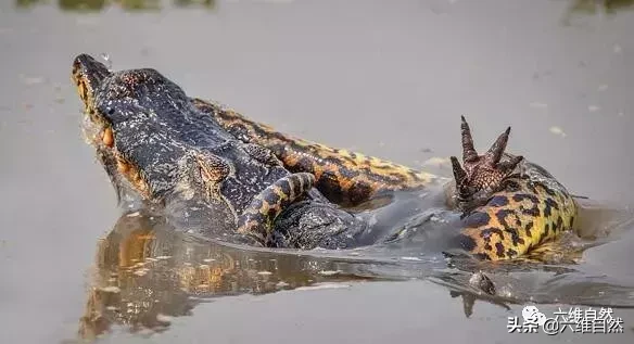森蚺殺死的最大鱷魚 大蛇森蚺和鱷魚哪個更厲害