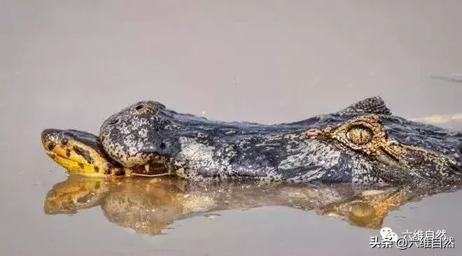 森蚺殺死的最大鱷魚 大蛇森蚺和鱷魚哪個更厲害