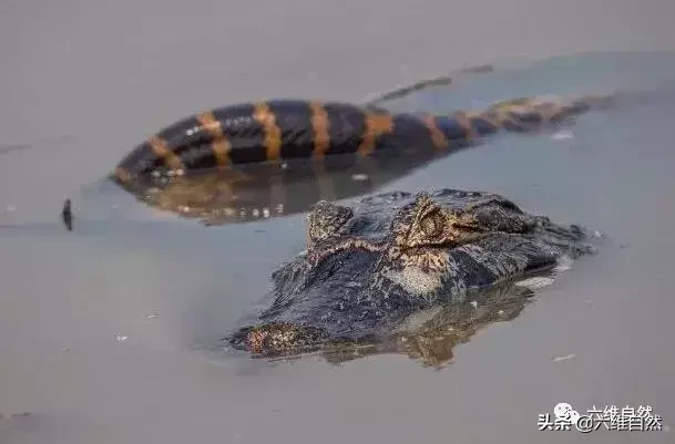 森蚺殺死的最大鱷魚 大蛇森蚺和鱷魚哪個更厲害