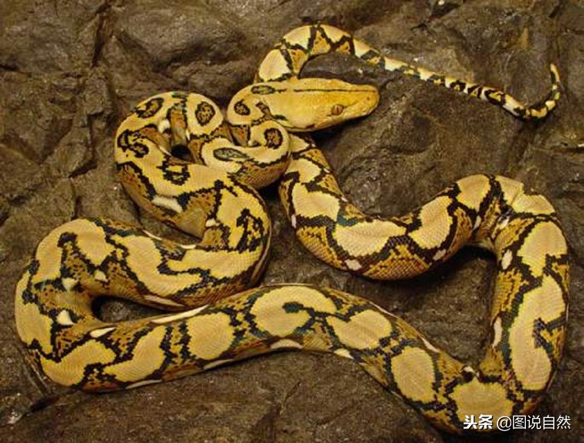 蚺和蟒哪個厲害 蟒和蚺哪個體型更大更重