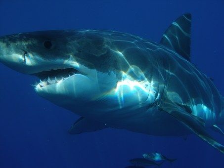 比巨齒鯊還大的鯊魚叫什麼名字 真正的巨齒鯊到底有多大