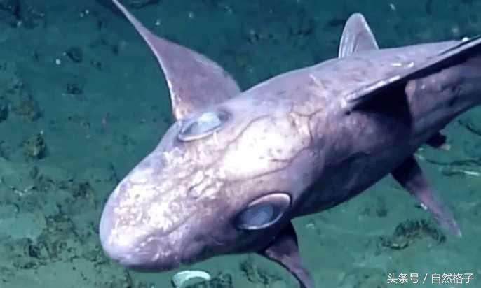 鬼鯊魚是什麼樣子的 世界上最恐怖可怕的鯊魚