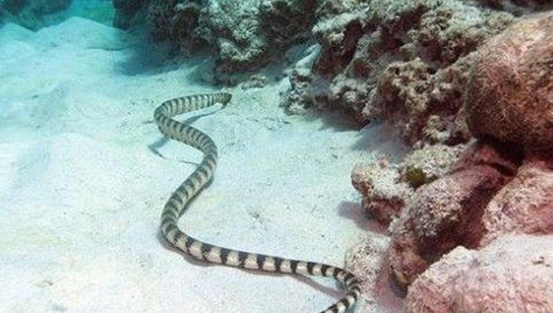 世界上最毒的蛇 世界上最毒的蛇叫什麼名字