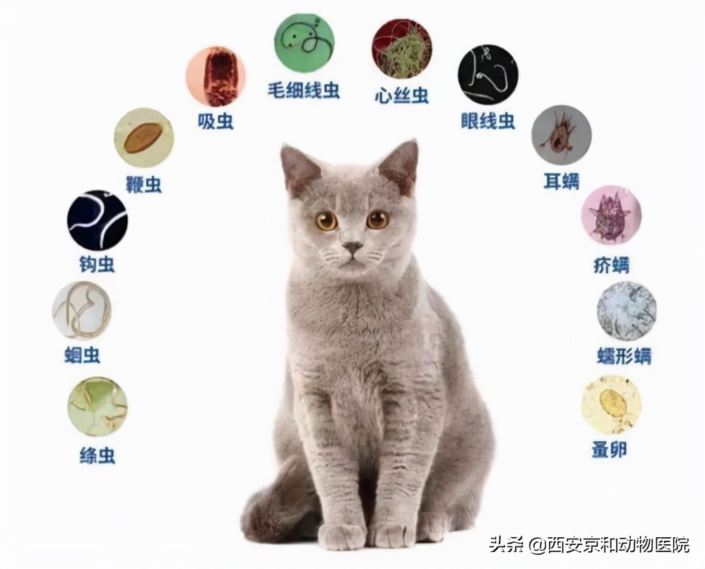 貓咪驅蟲怎麼操作 貓咪體內驅蟲的正確方法和註意事項