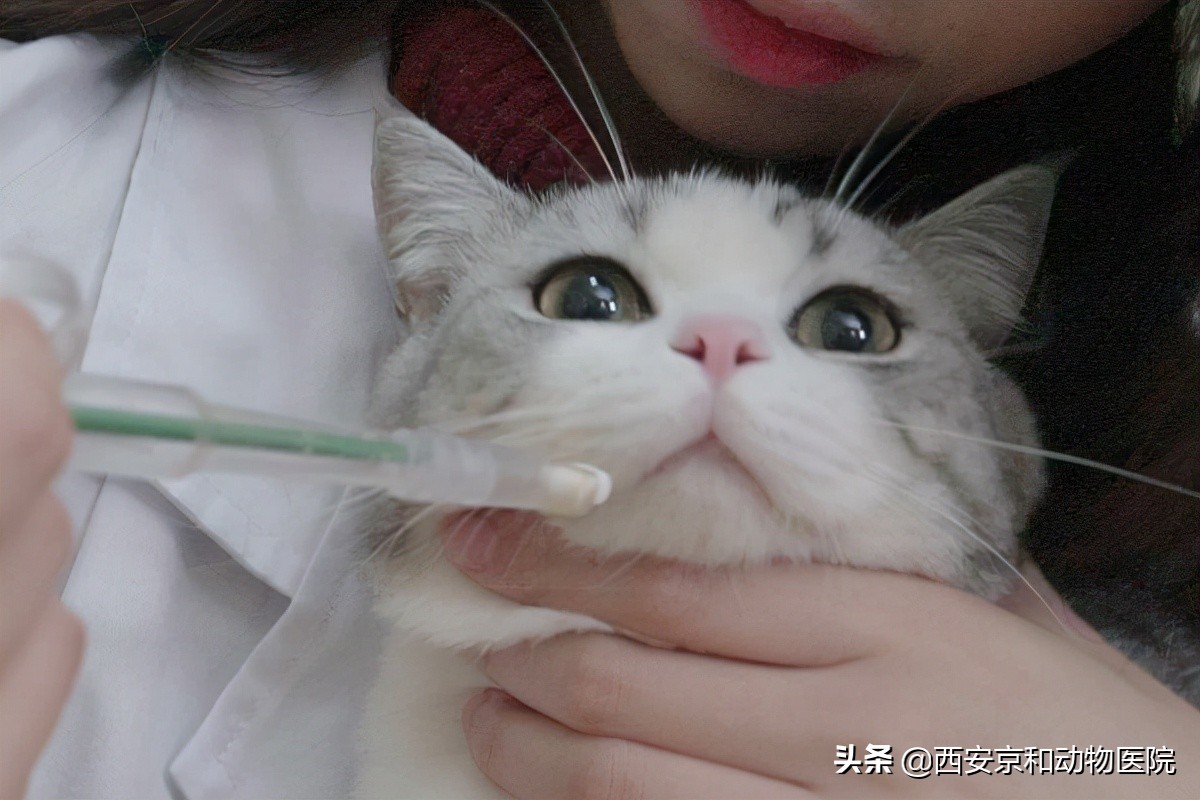 貓咪驅蟲怎麼操作 貓咪體內驅蟲的正確方法和註意事項