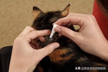 貓咪驅蟲怎麼操作 貓咪體內驅蟲的正確方法和註意事項