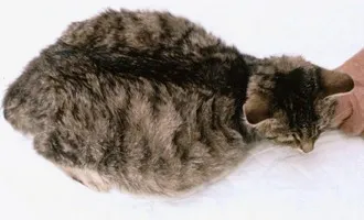 貓肚子大但是很活潑是腹水嗎 貓腹水除肚子大還有什麼癥狀