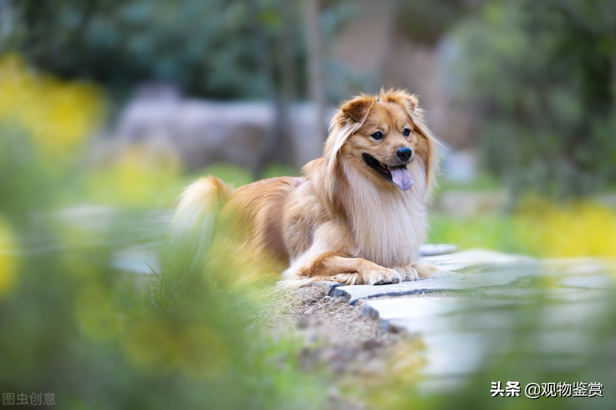 串串狗是什麼意思 串串狗的優點和缺點