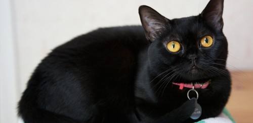 黑貓是什麼品種 純黑貓哪個品種最漂亮