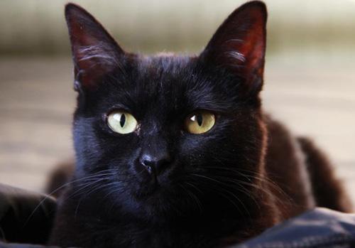 黑貓是什麼品種 純黑貓哪個品種最漂亮