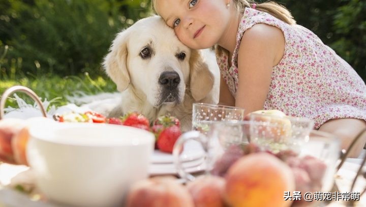 狗狗可以吃桃子嗎 寵物狗吃桃子有什麼好處