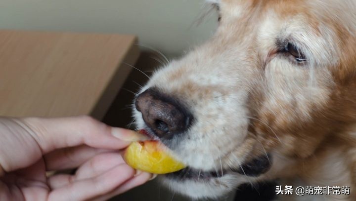狗狗可以吃桃子嗎 寵物狗吃桃子有什麼好處