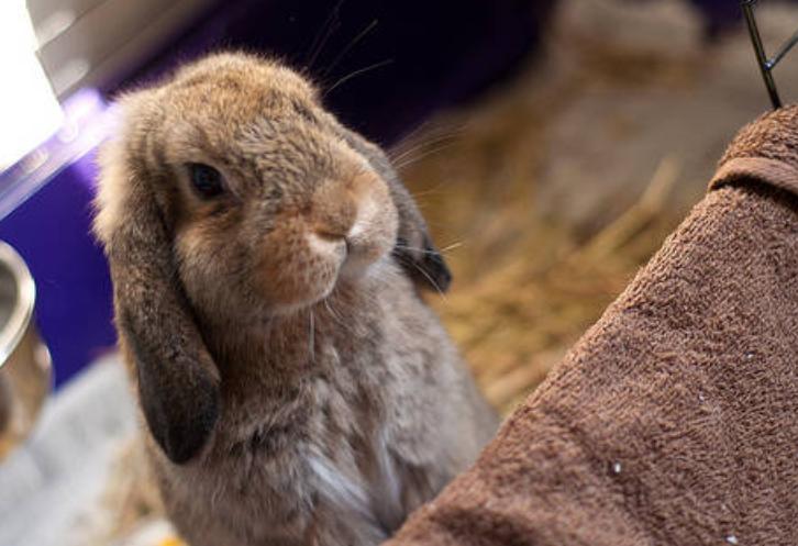 怎麼知道兔子得瞭球蟲病 判斷兔子得瞭球蟲病的癥狀